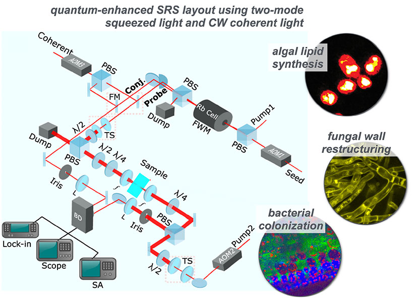 Quantum-enhanced SRS layout using two-mode squeezed light and CW coherent light for algal lipid synthesis, fungal wall restructuring, and bacterial colonization. Caption: Conceptual project workflow of novel approaches being assimilated into SRS microscopy