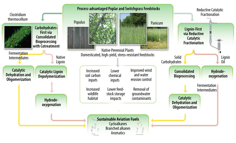 Process-advantaged poplar and switchgrass feedstocks—populus, panicum, and native perennial plants (domesticated, high-yield, stress resistant feedstocks): increased soil carbon inputs, lower chemical inputs, improved wind and water erosion control, increased wildlife habitat, lower feed-stock storage impacts, and removal of groundwater contaminants. Carbohydrates first via consolidated bioprocessing with cotreatment (clostridium thermocellum, fermentation intermediates, native lignin): catalytic dehydration and oligomerization, catalytic lignin depolymerization, hydride oxygenation. Lignin-first via reductive catalytic fractionation (reductive catalytic fractionation, solid carbohydrates, lignin oil, fermentation intermediates): consolidated bioprocessing, hydride-oxygenation, catalytic dehydration and oligomerization. Sustainable aviation fuels (cycloalkanes, branched alkanes, aromatics).