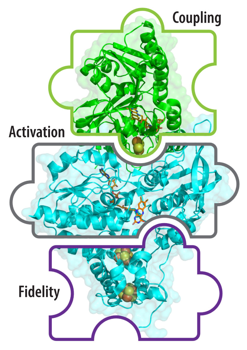 The coupling, activation, and fidelity of electron bifurcation