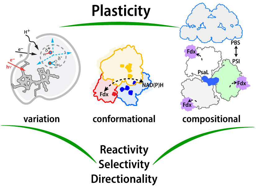 Plasticity: The variation, conformational, and compositional structures representing reactivity, selectivity, and directionality