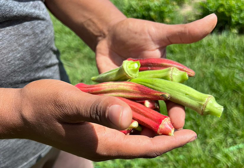 Hands holding freshly harvested okra pods.