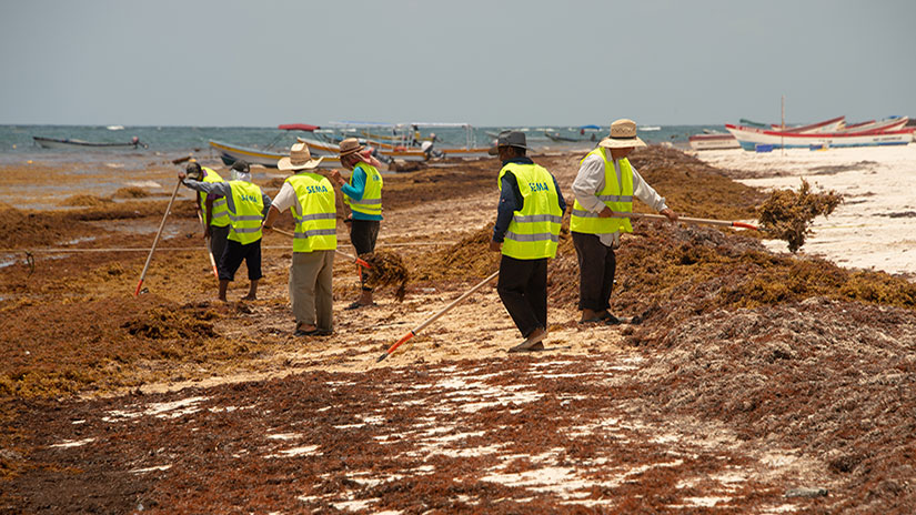 Workers on the beach cleaning up seaweed