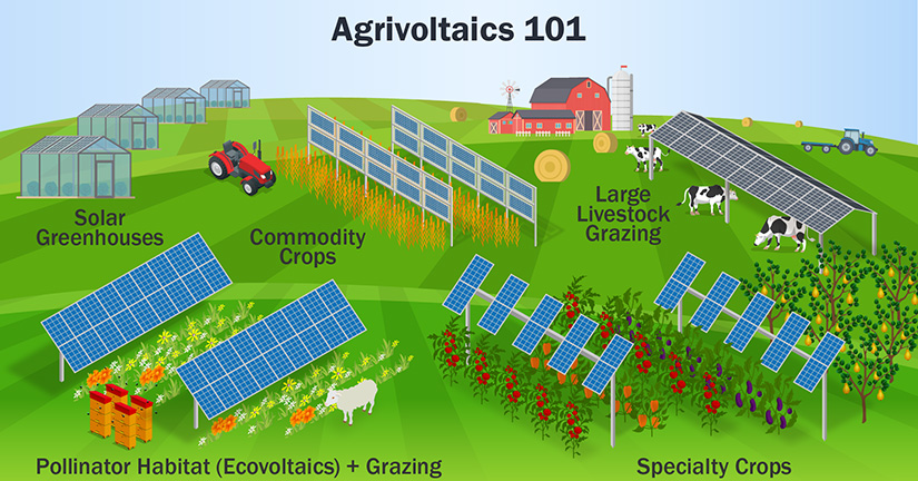 An illustration showing agrivoltaic systems.