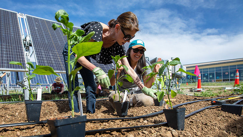 People planting vegetables in ground in front of solar panels.