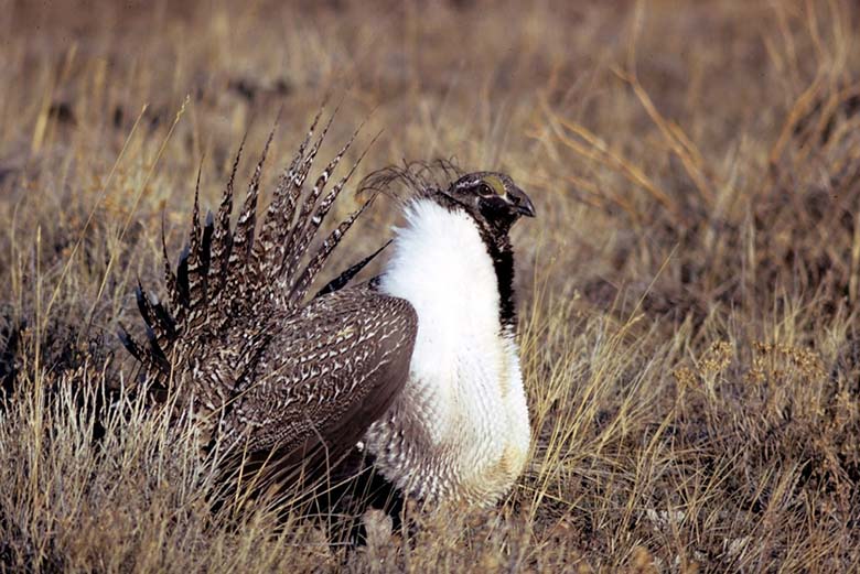 A grouse in a field